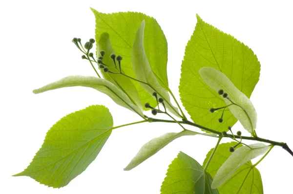 Einzelner Zweig mit Blättern der Linde und blühender Pollenisola — Stockfoto