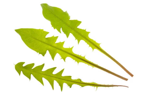 Drei einzelne Blätter der Löwenzahnpflanze isoliert über weißem Rücken — Stockfoto