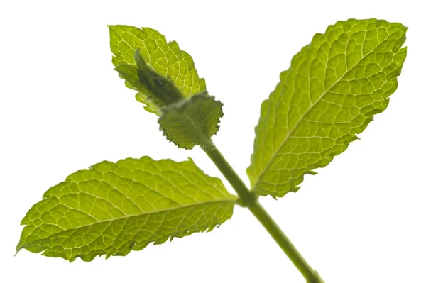 Feuille unique de mélisse isolée sur fond blanc — Photo