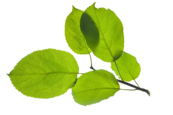 Rameau unique avec des feuilles de pommier isolé sur fond blanc — Photo