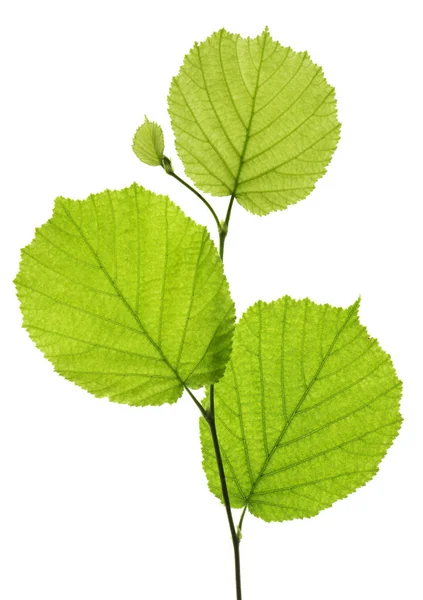 Ramita única con hojas de avellano aisladas sobre bac blanco — Foto de Stock