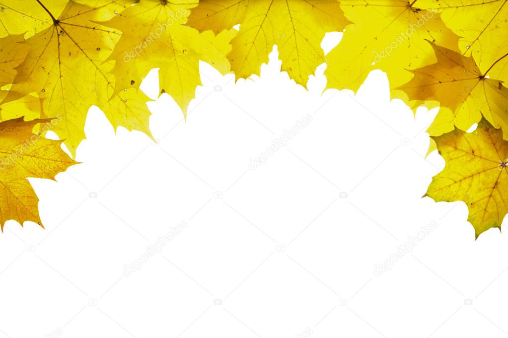 border with autumn colored leaves isolated over white background