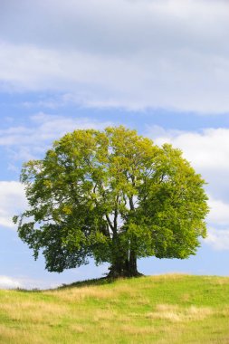 Tek büyük kayın ağacı mükemmel treetop alanı