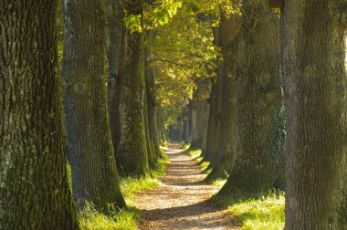 Avenue güzel meşe ağaçları ve patika ile