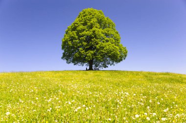 Tek büyük ıhlamur ağacı mükemmel treetop alanı