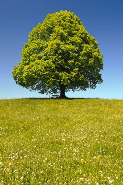 Tek büyük ıhlamur ağacı mükemmel treetop alanı
