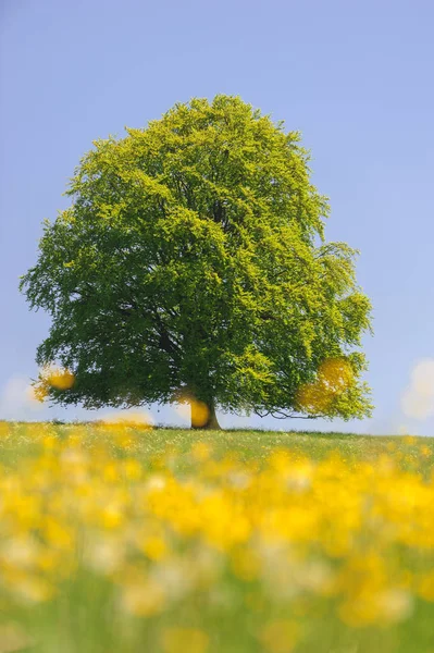 Solo haya grande en el campo con copa de árbol perfecta — Foto de Stock
