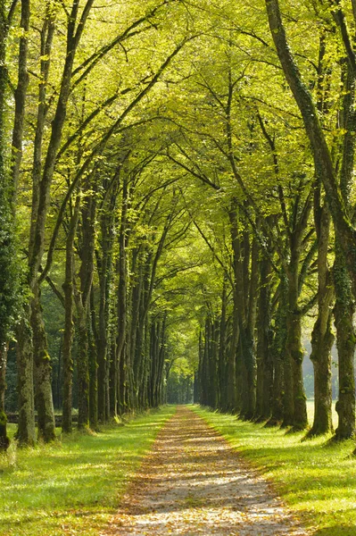 Avenue with beautiful linden trees and footpath — Stock Photo, Image