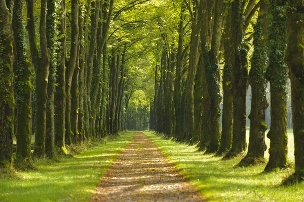 Avenida com belas árvores de tília e trilha — Fotografia de Stock