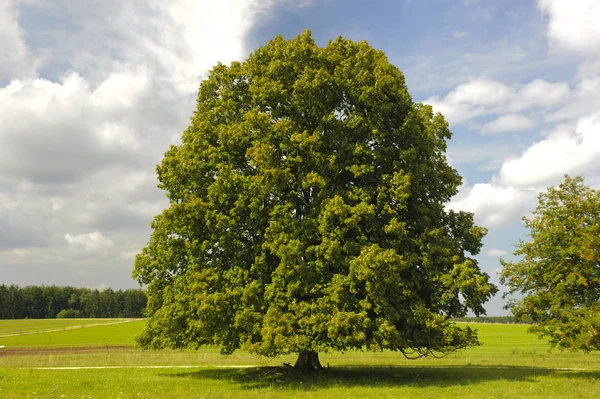 Grand tilleul unique dans le champ avec la cime parfaite des arbres — Photo