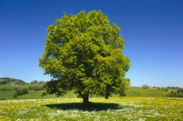 Única grande árvore de faia no campo com árvore perfeita — Fotografia de Stock