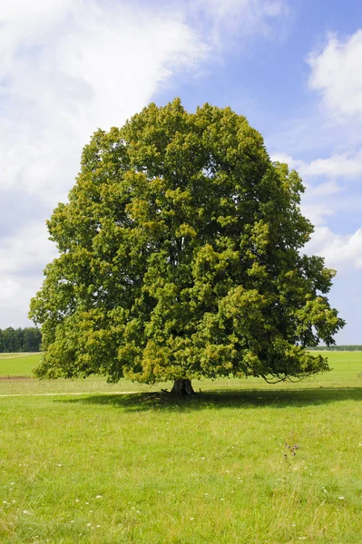 Solo tilo grande en el campo con copa de árbol perfecta — Foto de Stock