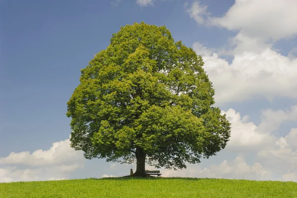 Solo tilo grande en el campo con copa de árbol perfecta — Foto de Stock