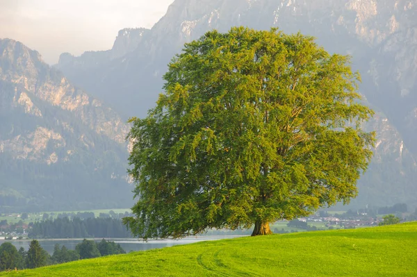 Solo haya grande en el campo con copa de árbol perfecta — Foto de Stock