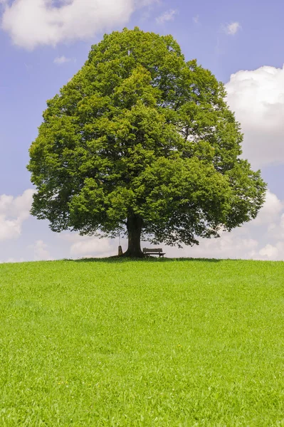 Única grande árvore de tília no campo com árvore perfeita — Fotografia de Stock