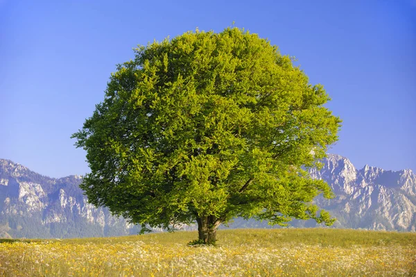 Seul grand hêtre dans le champ avec la cime parfaite des arbres — Photo