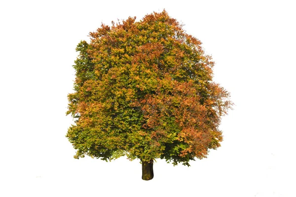 Single big beech tree isolated with perfect treetop at autumn — Stock Photo, Image