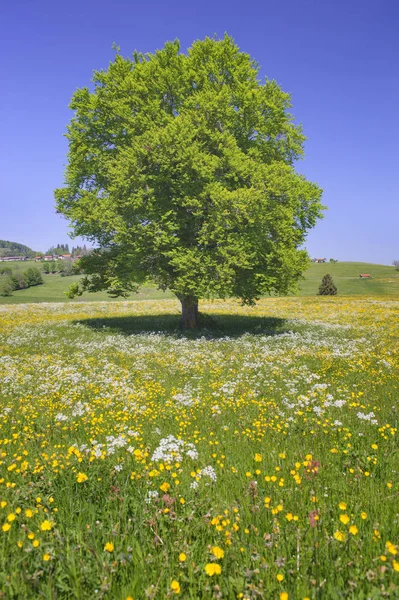 Única grande árvore de faia no campo com árvore perfeita — Fotografia de Stock