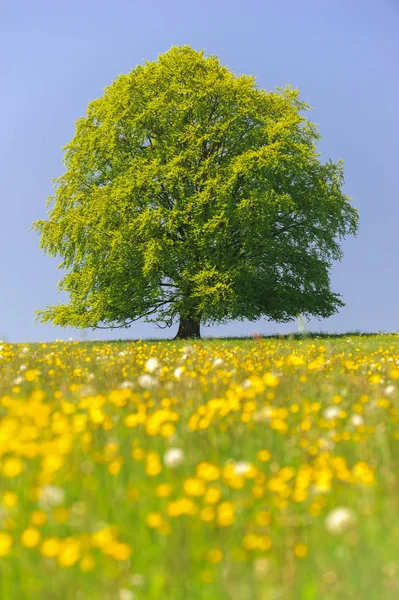 Одно большое буковое дерево в поле с идеальной верхушкой дерева — стоковое фото