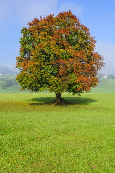 Singolo grande faggio in campo con perfetta cima dell'albero — Foto Stock