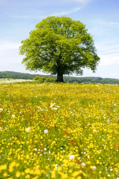 Única grande árvore de faia no campo com árvore perfeita — Fotografia de Stock