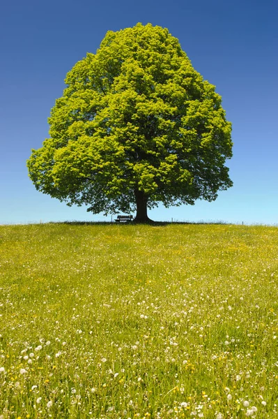 Enkele grote Linde in veld met perfecte treetop — Stockfoto