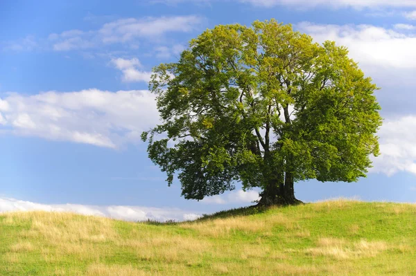 Single big beech tree in field with perfect treetop Royalty Free Stock Images