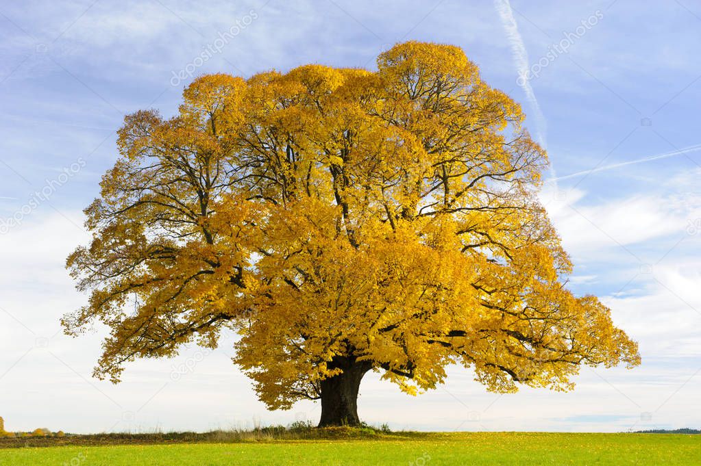 single big old linden tree at autumn