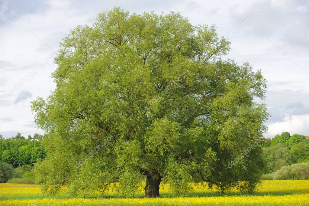 single big willow tree in field with perfect treetop