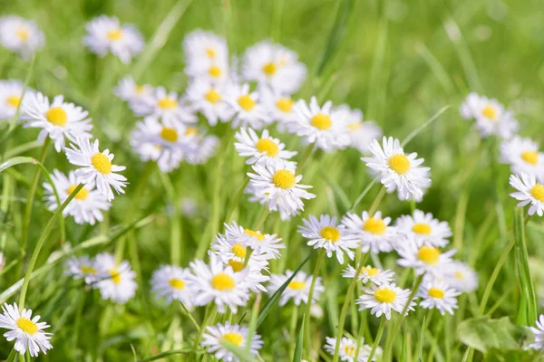 Weiland met vele Lentebloemen en ruimte voor uw tekst — Stockfoto