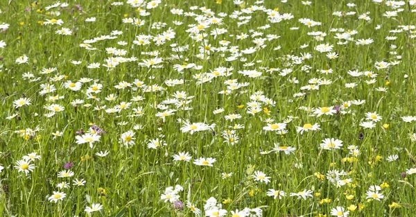 Łąka z wiele wiosennych kwiatów i wpisanie tekstu — Zdjęcie stockowe