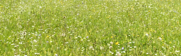 Prairie avec de nombreuses fleurs printanières et de l'espace pour votre texte — Photo