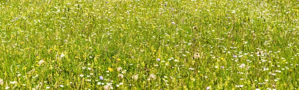 Meadow with many spring flowers and space for your text — Stock Photo, Image
