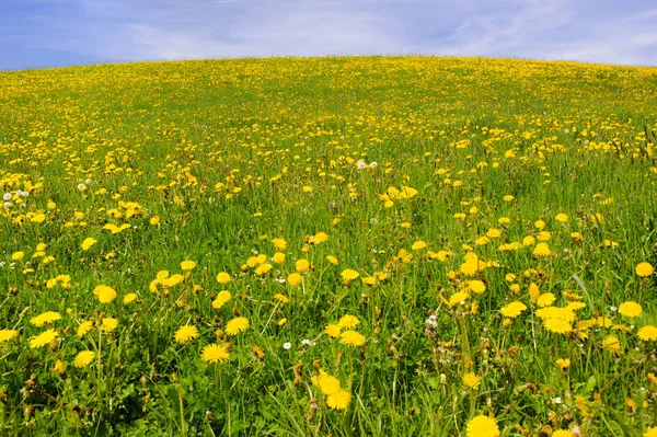 Wiese mit vielen Frühlingsblumen und Platz für Ihren Text — Stockfoto