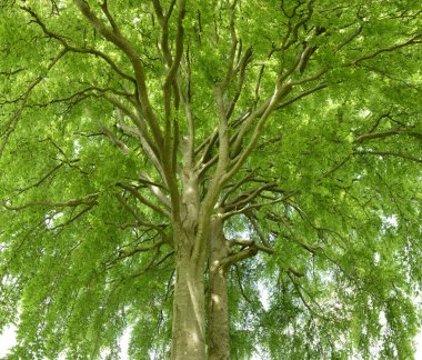 Güneş ışınları ile dokulu treetop için yüksek açılı görünüş