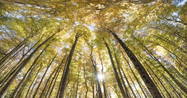 Güneş ışınları ile dokulu treetop için yüksek açılı görünüş
