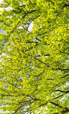 Güneş ışınları ile dokulu treetop için yüksek açılı görünüş