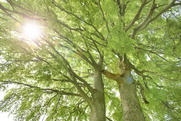 Güneş ışınları ile dokulu treetop için yüksek açılı görünüş