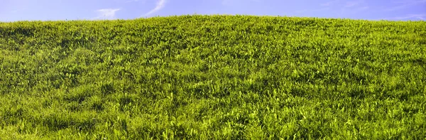 Fond avec prairie texturée et espace de copie — Photo