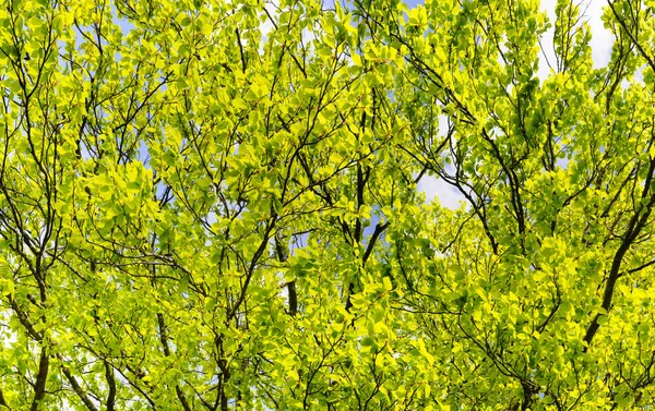 Hoge hoekmening aan getextureerde treetop met zonnestralen — Stockfoto