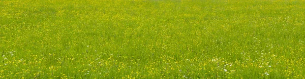 Hintergrund mit strukturierter Wiese und Kopierraum — Stockfoto