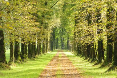 Avenue birçok ıhlamur ağaçları satır ve patika ile