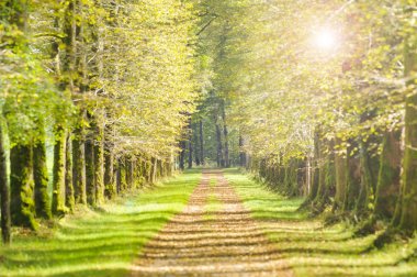 Avenue with many linden trees in row and footpath clipart