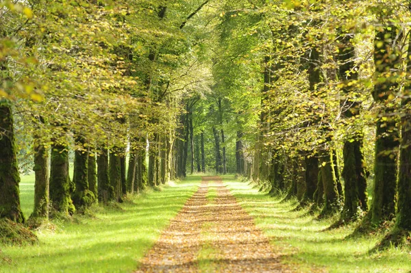 Avenue with many linden trees in row and footpath — Stock Photo, Image