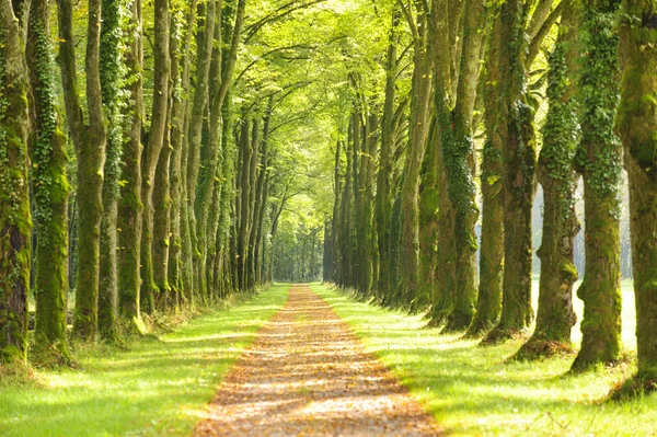 Allee mit vielen Linden in Reihe und Fußweg — Stockfoto