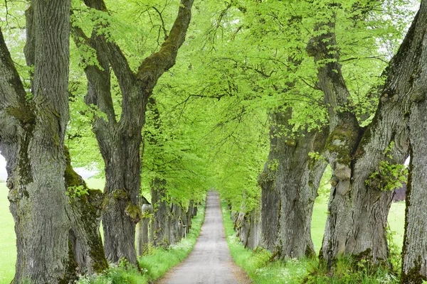 Allee mit vielen Linden in Reihe und Fußweg — Stockfoto