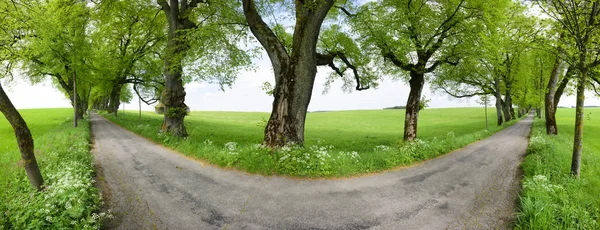 Avenue with many linden trees in row and footpath — Stock Photo, Image