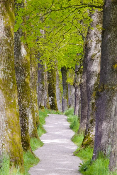 Avenue with many linden trees in row and footpath — Stock Photo, Image