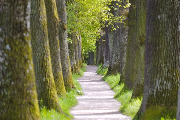 Allee mit vielen Linden in Reihe und Fußweg — Stockfoto