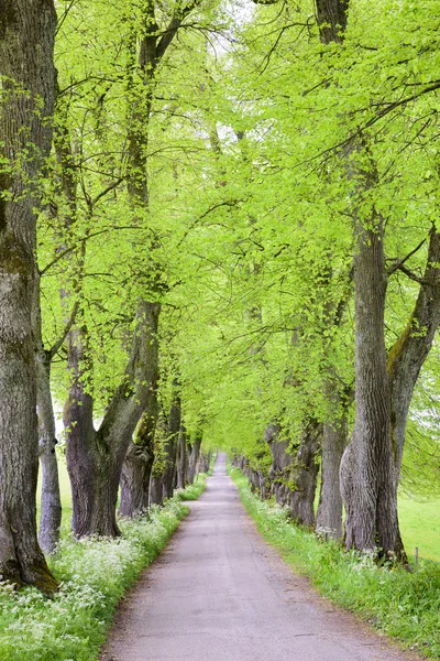 Avenue with many linden trees in row and footpath — Stock Photo, Image